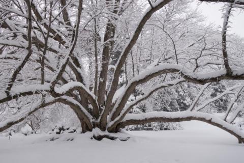 tree in snow Tree in snow