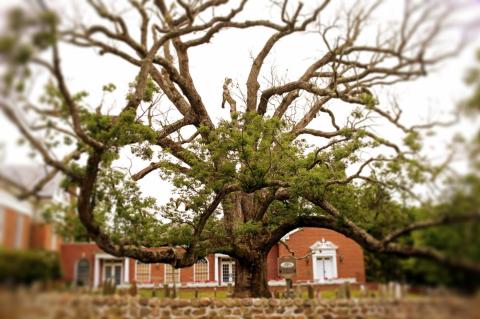 oldest oak