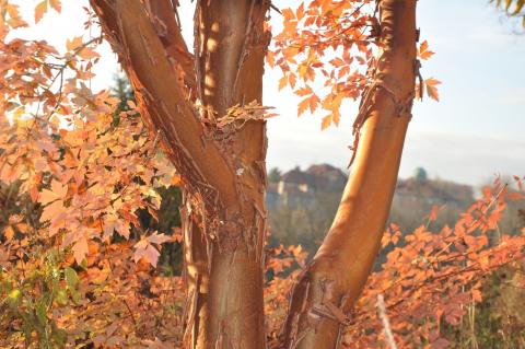 paperbark maple paperbark maple