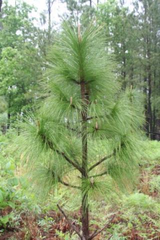 Pinus-palustris-Long-Leaf-