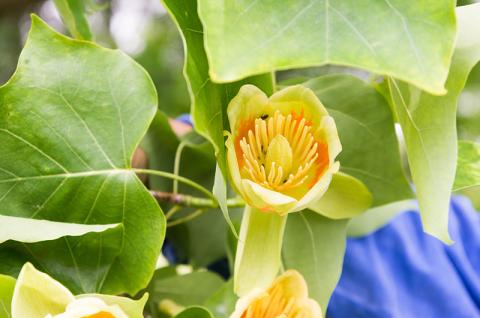 Polly Hill Tulip poplar flower