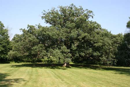 Quercus alba