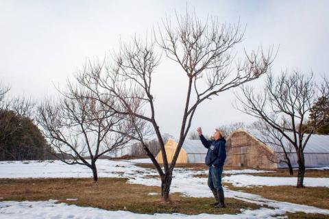 fruit trees