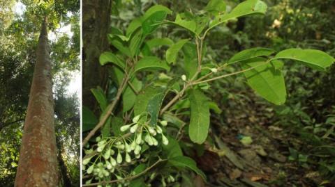 Syzygium galanthum