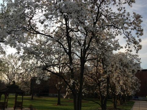 The Elmhurst College Arboretum magnolia