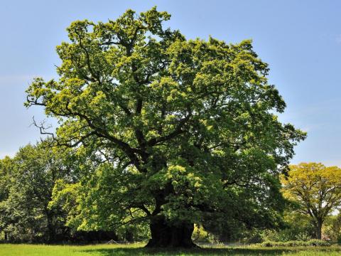 850 year old ancient oak