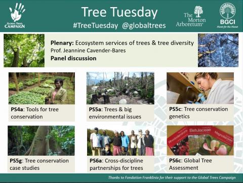 Tree Tuesday