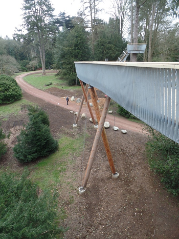 Treetop walkway, Westonbirt