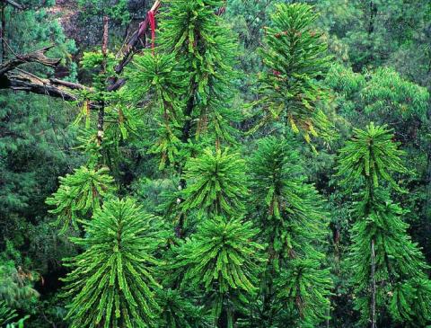 Wollemi pine