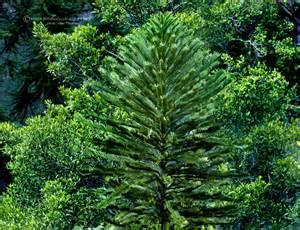 Wollimi pine