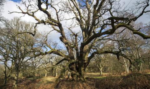 ancient oaks