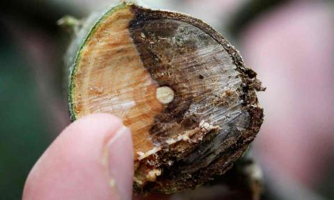 ash disease ash disease