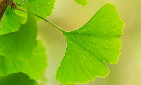 Ginko tree