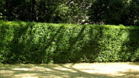 hedges