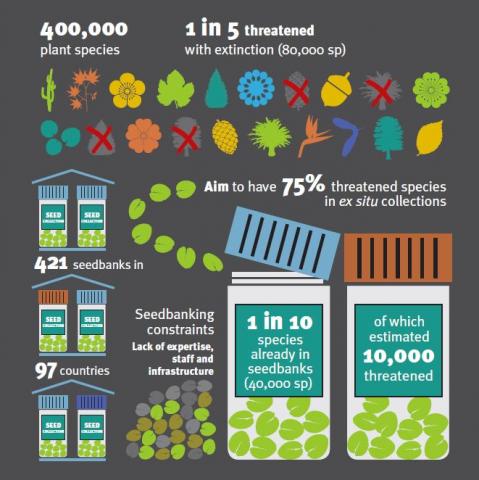 seedbanking trees poster