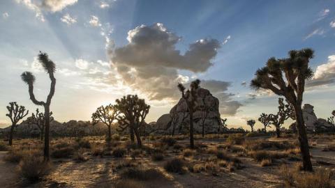 Joshua tree Joshua Tree