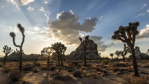 Joshua Tree