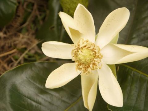 magnolia magnolia