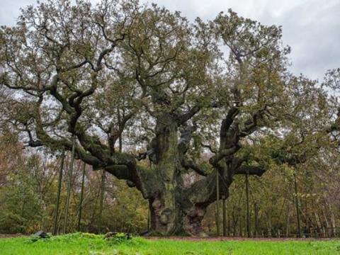 Major oak Major oak