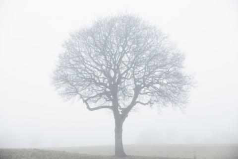 oak foggy