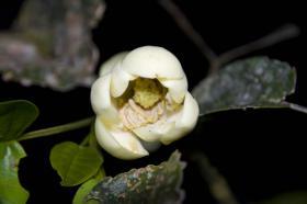 opening flower magnolia