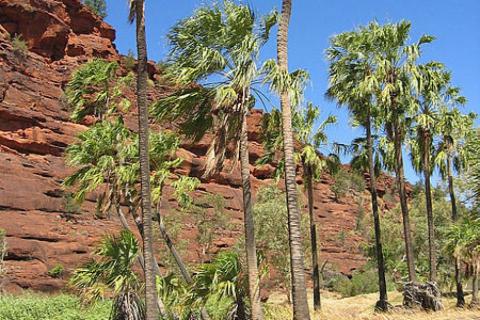 Palm trees