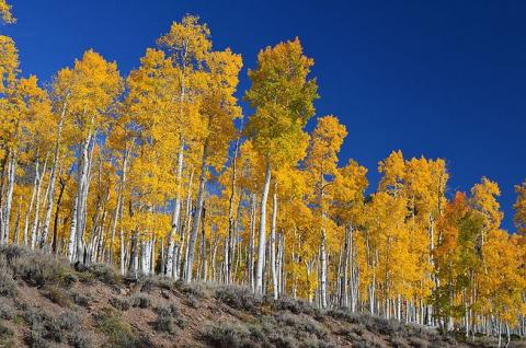 Pando is a clonal colony of a single male quaking aspen that has been genetically confirmed to be a massive single organism connected at the roots. (Photo: J Zapell/Wiki Commons)