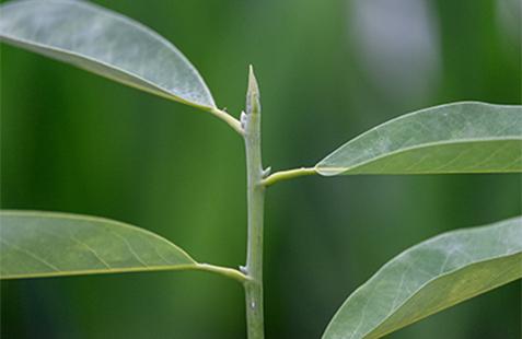 magnolia