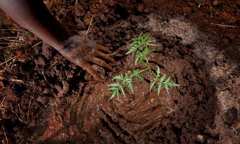 planting trees