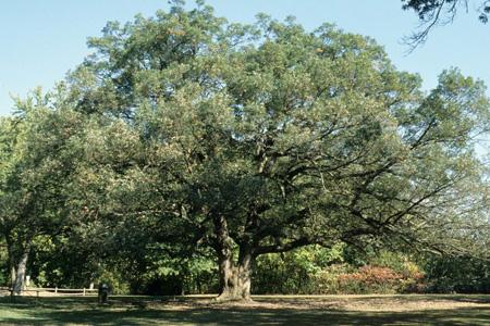 white oak