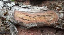 fungus killing ‘ohia trees