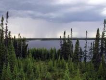 Boreal forest