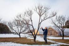 fruit trees