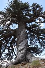 1000 yr old tree Greece