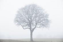 oak foggy