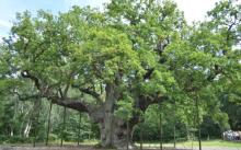 old tree UK