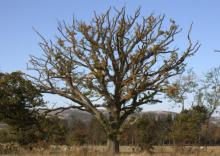 scotsman oak