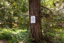 tree tag